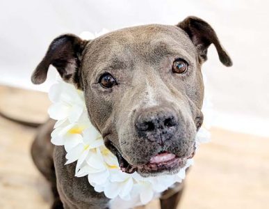 Pet of the Week
